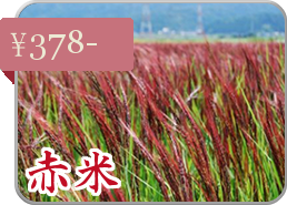 赤米